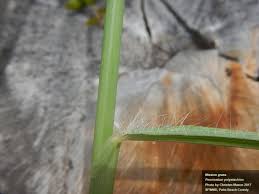 Image result for Cenchrus polystachios