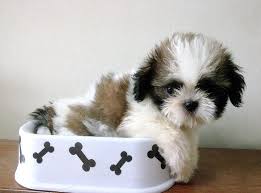 We take pride in producing exceptionally beautiful, healthy, and well socialized puppies. 45 Cute Shih Tzu Wallpaper On Wallpapersafari