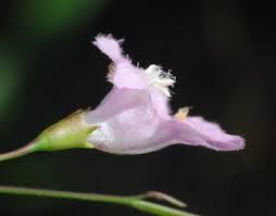 Image result for Geigeria engleriana