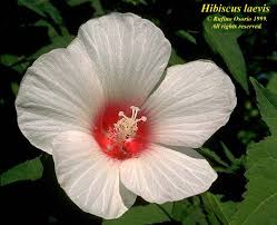 Image result for Hibiscus ludwigii