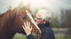 Learn The Lifespan Of A Horse