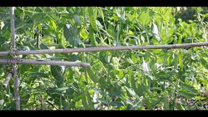 Bonnes Associations Au Potager Les Petits Pois Et La Tomate Youtube
