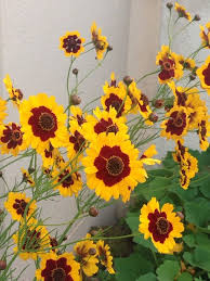 Pin On Mygardenanswers