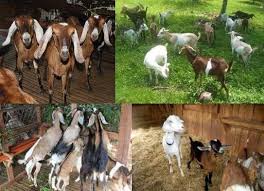 how to start a goat raising business goat raising guide