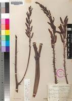 Image result for Aloe christianii