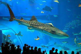 Adventure Aquarium In Nj Whale Shark Whale Shark