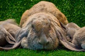 English Lop Rabbit Breed Information And Pictures Petguide Com