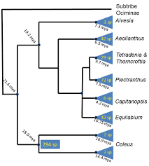 Image result for Equilabium parvum