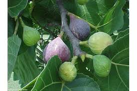 Hard winters often damage fruiting wood, especially of the celeste variety, which bears almost entirely on last year's growth. Figs Remain Popular Louisiana Fruit