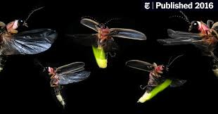 We did not find results for: How To Talk To Fireflies The New York Times