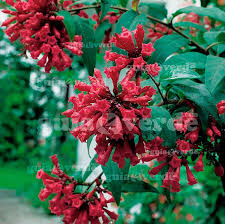 Image result for Cestrum elegans