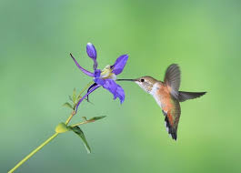 How to Grow and Care for a Columbine Flower - Birds and Blooms