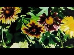 Pin On Plant Hacks