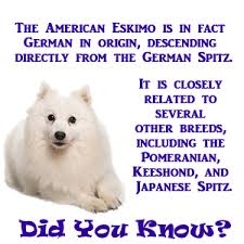 Miniature Black American Eskimo Dog American Eskimo Dogs Were Renamed Because Of High Anti German Sentiment Arising From Wwi With Images American Eskimo Dog American Eskimo American Eskimo Dog Puppy
