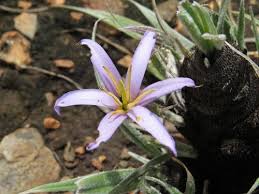 Image result for Xerophyta scabrida