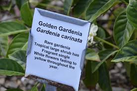 Image result for Gardenia imperialis