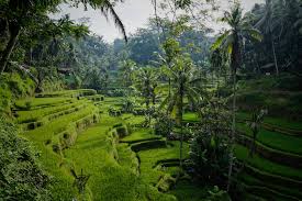 We accept only the finest quality images, so that you can get free stock photos without sacrificing on quality. 100 Beautiful Bali Images Download Free Pictures On Unsplash