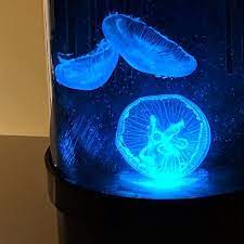 Customer Gallery Pet Jellyfish
