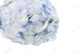 Plum sage flowers offers fresh flower delivery denver. Light Blue Hydrangea Flowers Isolated On White Stock Photo Picture And Royalty Free Image Image 37308201