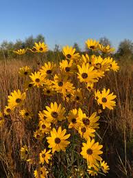 Image result for Helianthus angustifolius