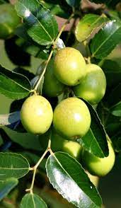 Requires minimal chill and hot summer sun to set fruit. Jujube Tree Indian Green Thornless Variety Grafted