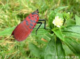 Image result for Scleria delicatula