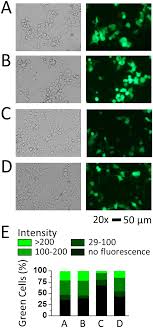 We did not find results for: Transfection Of The Gfp Plasmid In Hek 293s Cells With Different Download Scientific Diagram