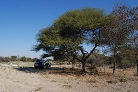 Image result for Acacia luederitzii