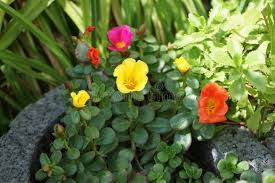 Image result for Portulacaceae