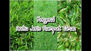 Tanaman rumput untuk taman yang cantik, terdapat berbagai jenis rumput. Mengenal Aneka Jenis Rumput Hias Untuk Taman Rumah Anda By Info Seputar Kita