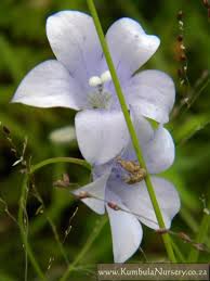 Image result for Wahlenbergia ramosissima