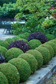 Maybe you would like to learn more about one of these? The Three Best Alternatives To Box For Simple Topiary The Middle Sized Garden Gardening Blog
