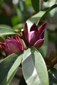 Image result for Stellaria mannii