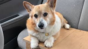 Listen to music from fat_doggo's library (17,032 tracks played). When My Mom Died She Left One Burden Behind Her Old Dog Considerable