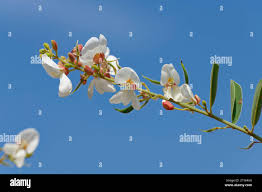 Image result for Baphia massaiensis