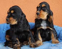 Cocker spaniels, the smallest member of the sporting group, are compact, sturdy dogs with finely chiseled heads and a balanced body. English Cocker Spaniel Info Temperament Puppies Pictures