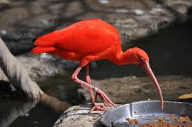 Red Stork Bird Bird Wallpaper Red Birds Bird