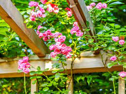 Should you plant native species? How To Grow Rambling Roses Saga