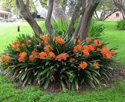 Image result for clivia