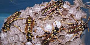 Arab termite and pest control, inc. Richmond Indiana Pest Control Allpest Exterminating