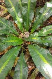 Image result for Commelina bracteosa