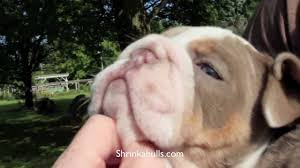We currently are in the breeding process. Lilac English Bulldog Puppies English Bulldog World
