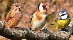 هانز كريستيان أندرسن (النطق الدنماركي: Ø·ÙŠÙˆØ± Ø§Ù„Ø¬Ø²ÙŠØ±Ø© Ø§Ù„Ø¹Ø±Ø¨ÙŠØ© Ø§Ù„Ù…ØºØ±Ø¯Ø© Ø§Ø¬Ù…Ù„ Ø§Ù„Ø§ØµÙˆØ§Øª Ø§Ù„Ø¹Ø°Ø¨Ø© Birds Sing Youtube