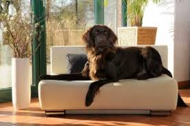 Hunde kissen hunde bett hund und katze hund unterwegs. Sofa Fur Hunde Sofaonline24 De Mobel Blog