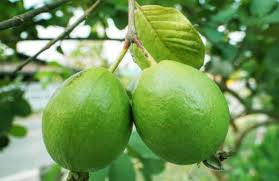 Can be planted in pots or in the ground. Top 5 And Widely Used Varieties Of Guava In India
