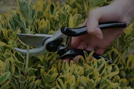 Hundred Years Celebrations Barrus