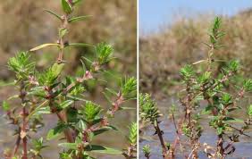 Image result for Rotala juniperina