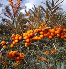 Image result for Itea rhamnoides