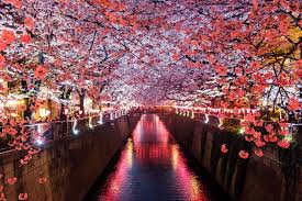 But i surely know this picture shocked me and. 15 Best Places To See Cherry Blossoms In Tokyo 2021 Japan Web Magazine