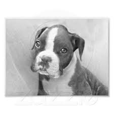Black And White Boxer Puppies For Sale In California Boxer Puppy Photo Print Zazzle Com Puppy Throw Pillow Boxer Puppy Dog Pillow